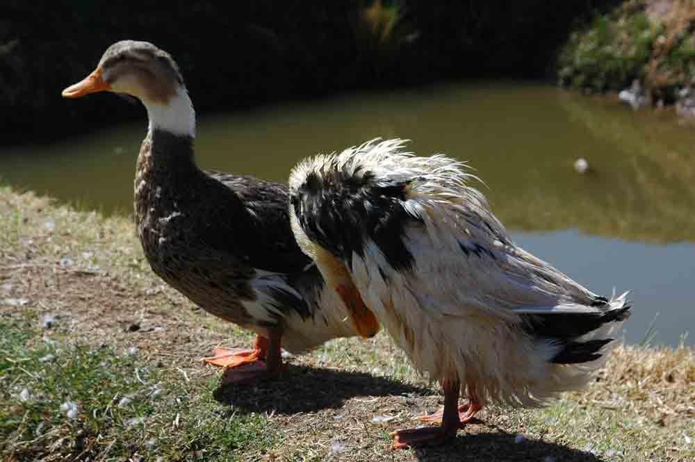 Pato - Valle Sagrado - Perú.jpg